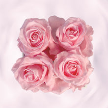 Load image into Gallery viewer, La Charmante & L' Etonnante Blanche | Pink