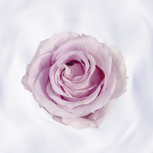 Load image into Gallery viewer, La Charmante Blanche